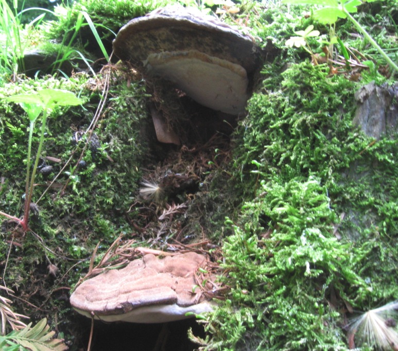 Pluteus cervinus inodore? (cfr. Pluteus pouzarianus)